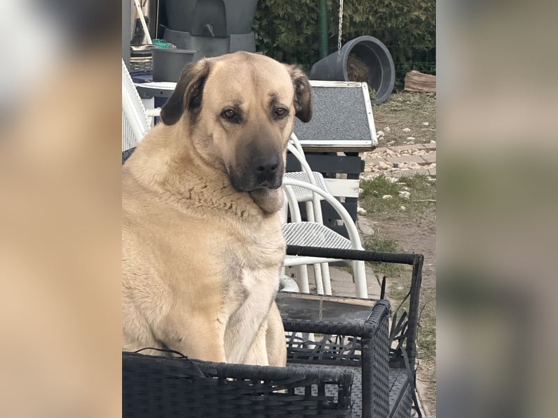 Kangal Hündin