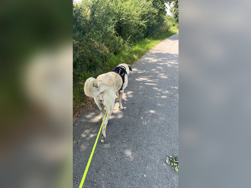 Kangal Hündin