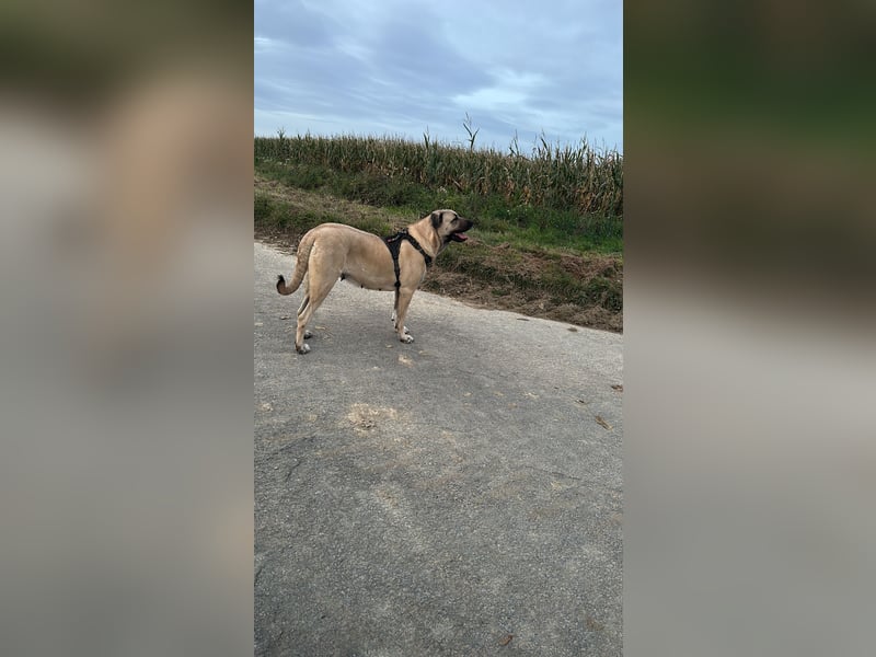 Kangal Hündin
