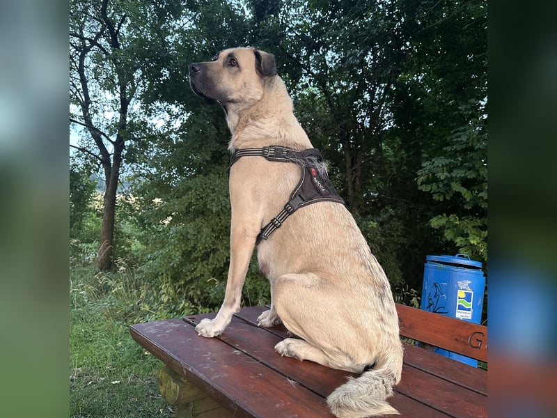 Kangal Hündin