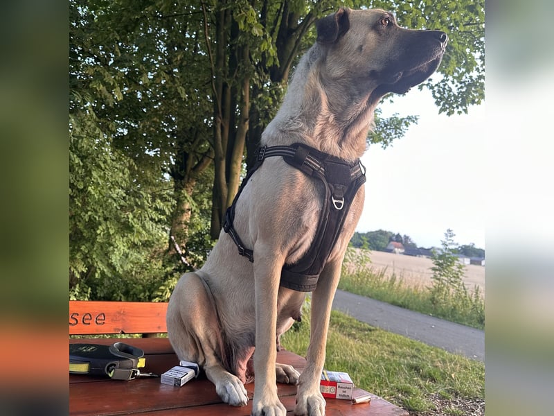 Kangal Hündin
