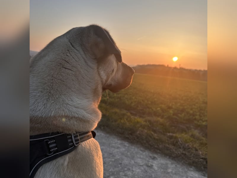 Kangal Hündin