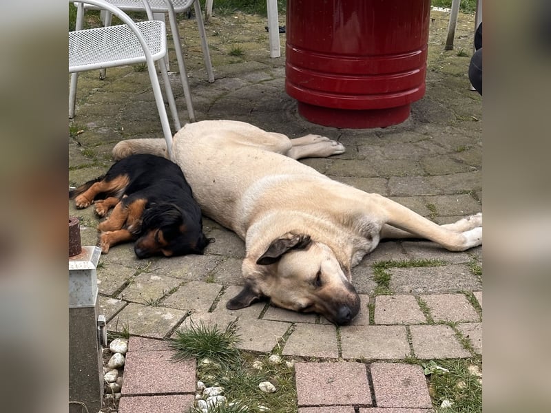 Kangal Hündin