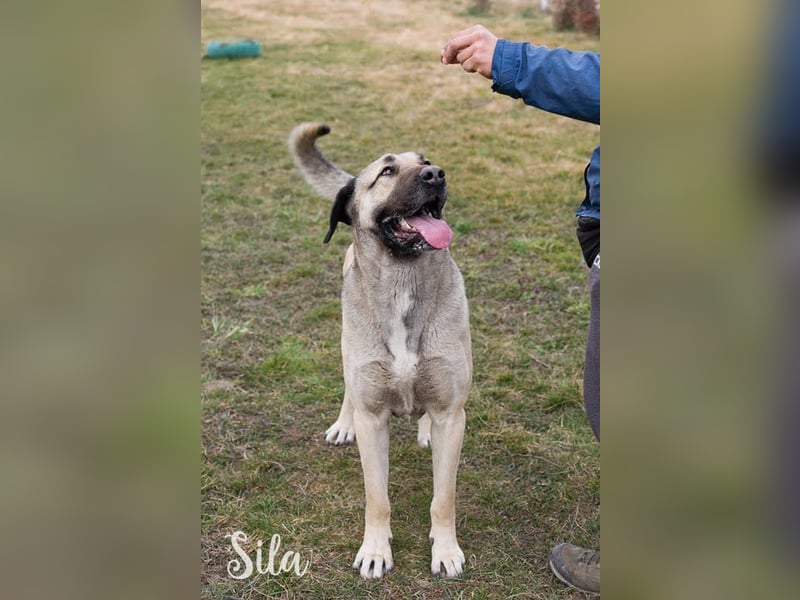 SILA - Kangal-Fans aufgepasst!!! Die tolle Hündin sucht ein erfahrenes Zuhause!