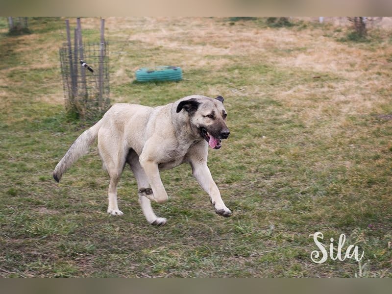 SILA - Kangal-Fans aufgepasst!!! Die tolle Hündin sucht ein erfahrenes Zuhause!
