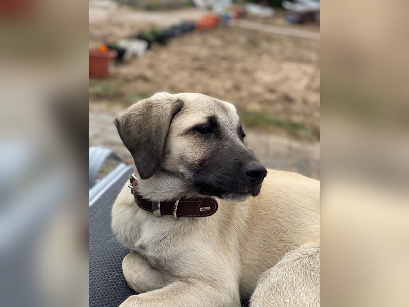 Anatolischer Hirtenhund x Kangal Hündin
