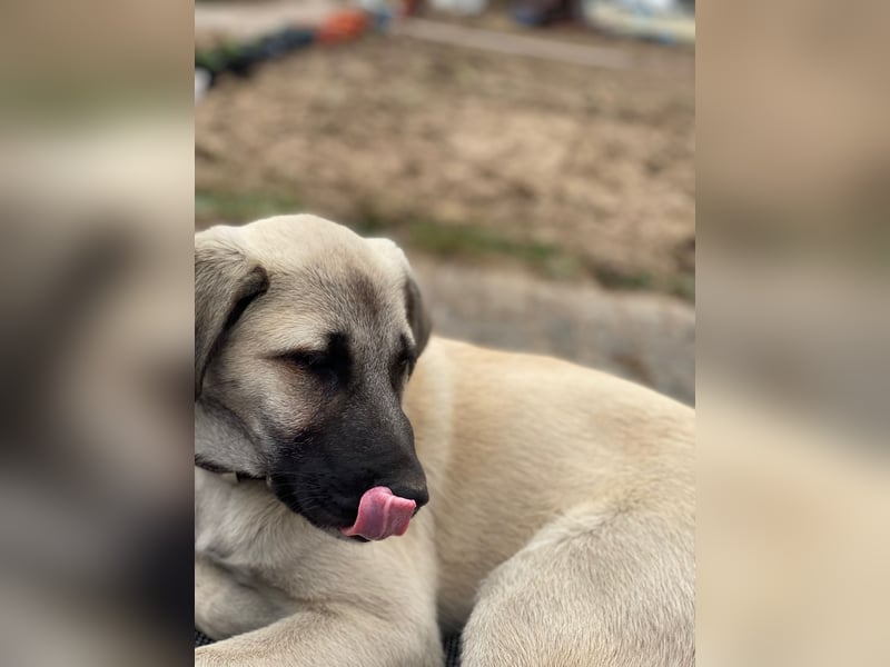 Anatolischer Hirtenhund x Kangal Hündin