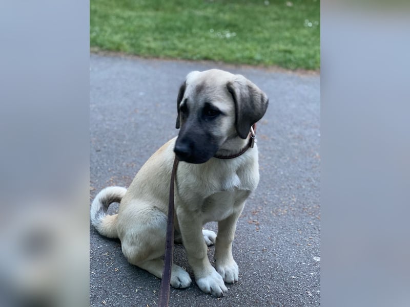 Anatolischer Hirtenhund x Kangal Hündin