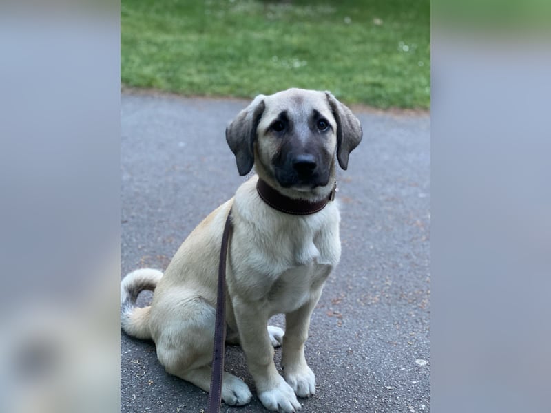 Anatolischer Hirtenhund x Kangal Hündin