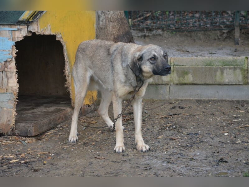 „Sally“, Kangal-Mixhündin, ca. 2022/2023 geboren, ruhig, zurückhaltend