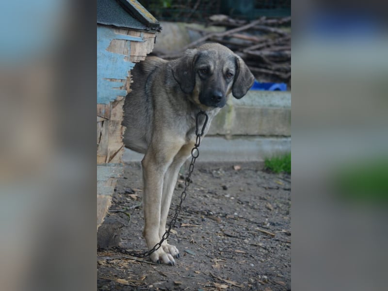 „Sally“, Kangal-Mixhündin, ca. 2022/2023 geboren, ruhig, zurückhaltend