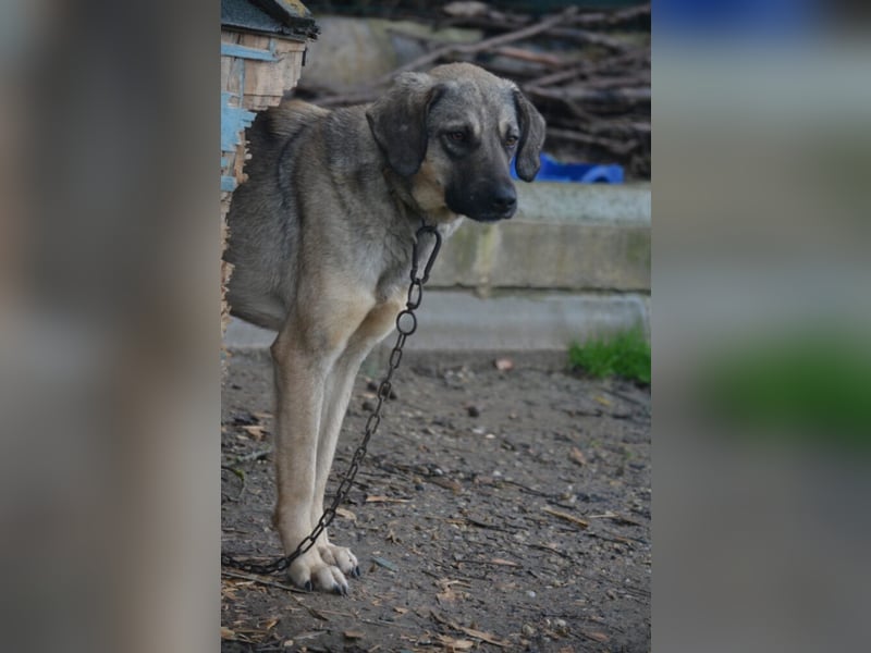 „Sally“, Kangal-Mixhündin, ca. 2022/2023 geboren, ruhig, zurückhaltend