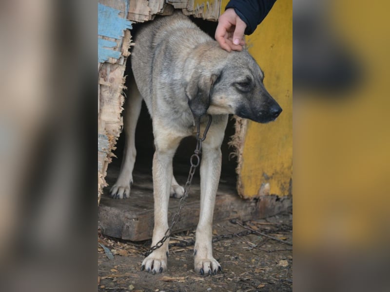 „Sally“, Kangal-Mixhündin, ca. 2022/2023 geboren, ruhig, zurückhaltend
