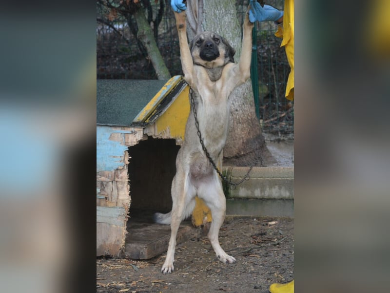 „Sally“, Kangal-Mixhündin, ca. 2022/2023 geboren, ruhig, zurückhaltend
