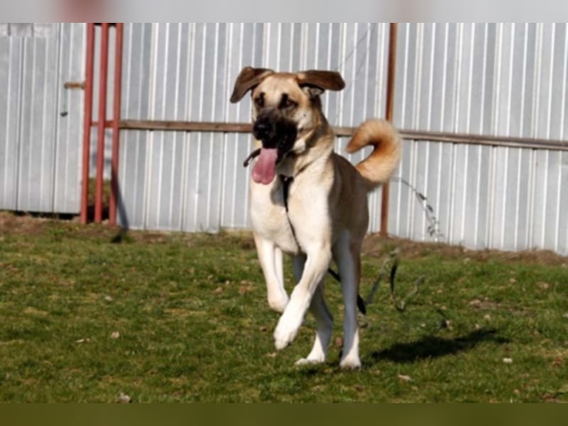 Lilli, Leonberger-Kangal-Mix, geb. 2014, starke, wachsame, unbestechliche Hündin