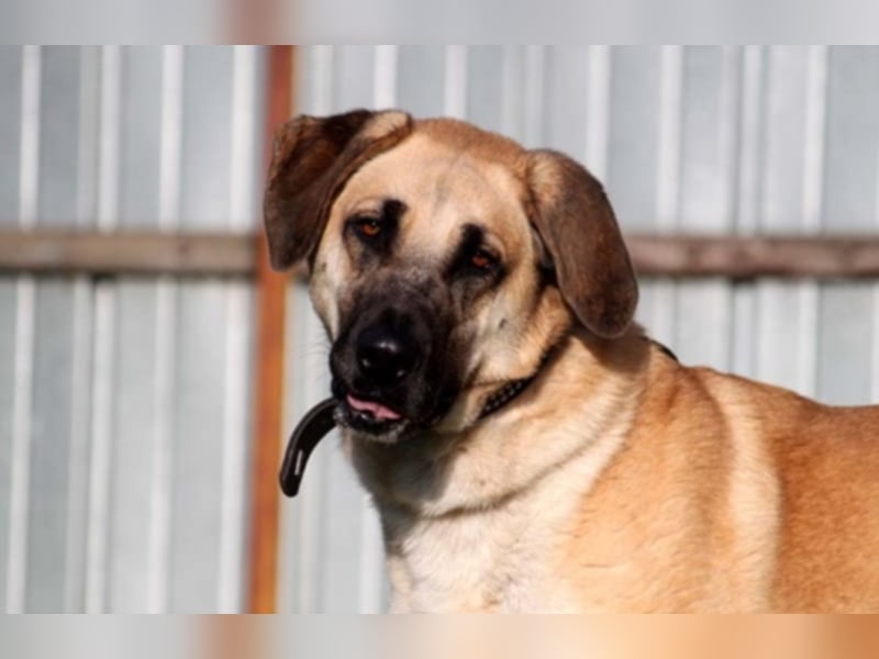 Lilli, Leonberger-Kangal-Mix, geb. 2014, starke, wachsame, unbestechliche Hündin