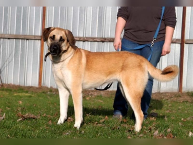 Lilli, Leonberger-Kangal-Mix, geb. 2014, starke, wachsame, unbestechliche Hündin