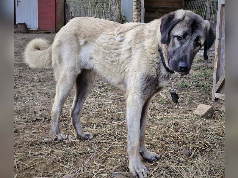 Kangal-Junghunde -  Sila, Shaya und Tamaz