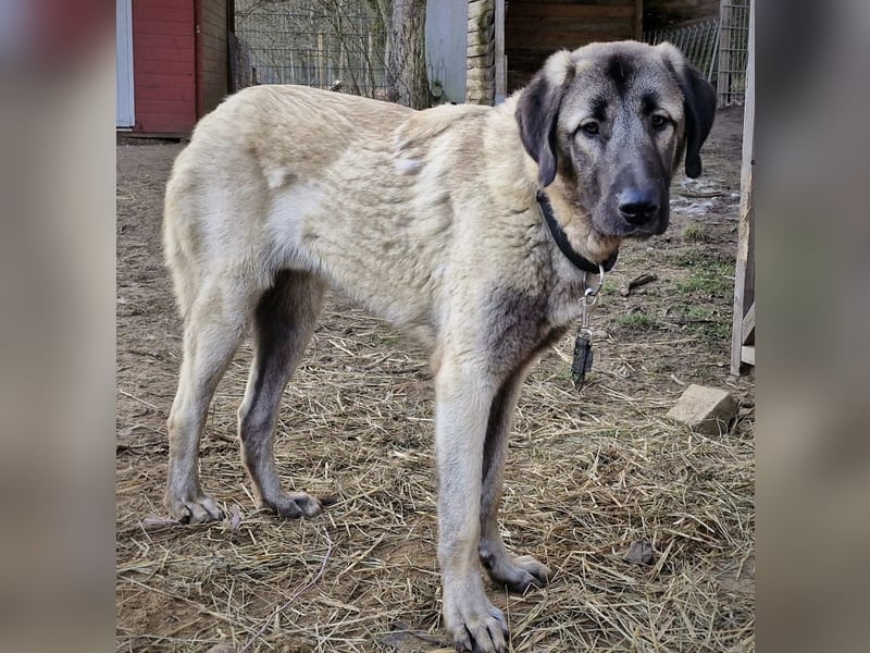 Kangal-Junghunde -  Sila, Shaya und Tamaz