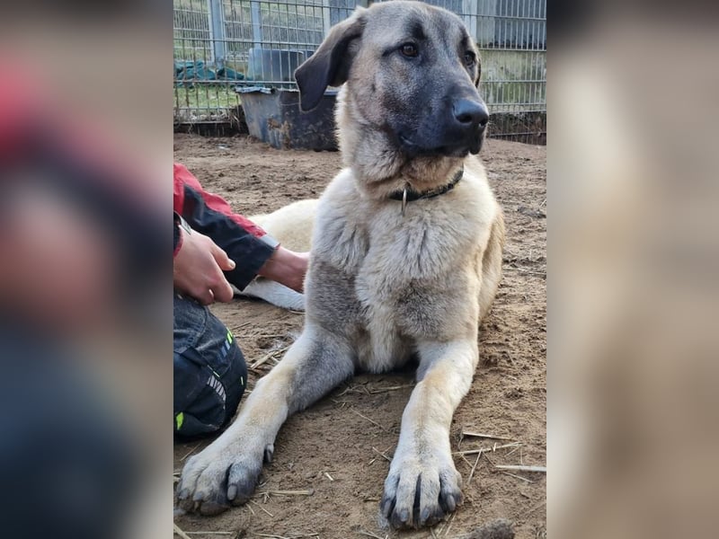 Kangal-Junghunde -  Sila, Shaya und Tamaz