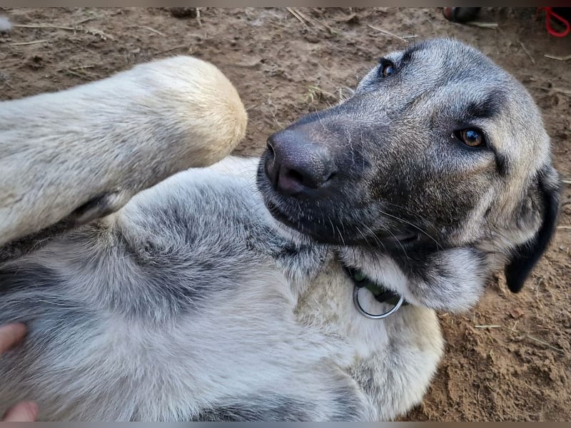 Kangal-Junghunde -  Sila, Shaya und Tamaz