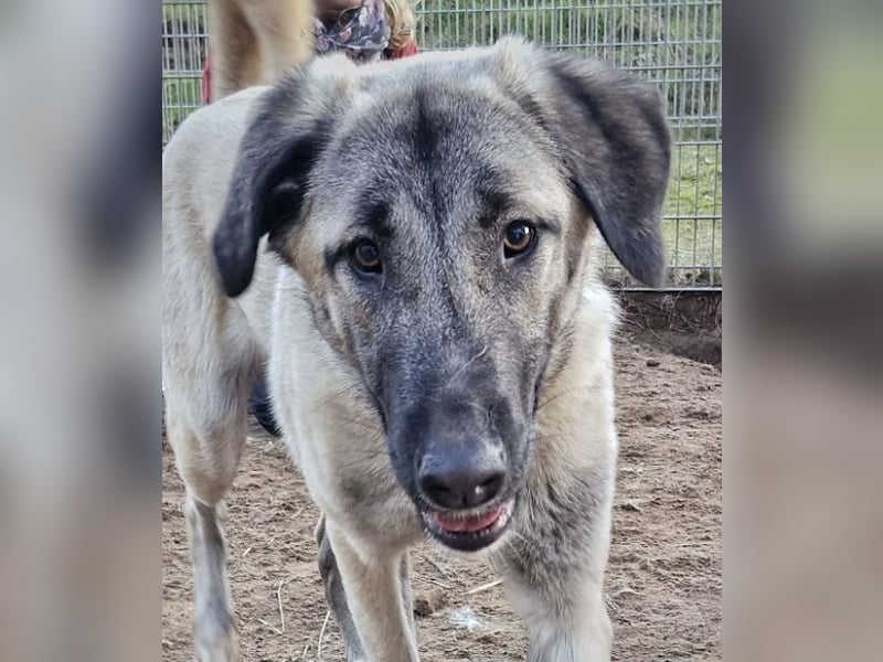Kangal-Junghunde -  Sila, Shaya und Tamaz