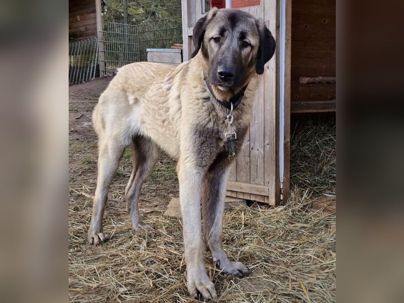 Kangal-Junghunde -  Sila, Shaya und Tamaz