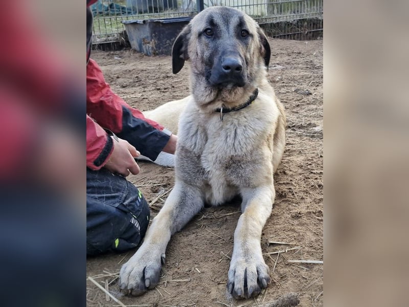 Kangal-Junghunde -  Sila, Shaya und Tamaz