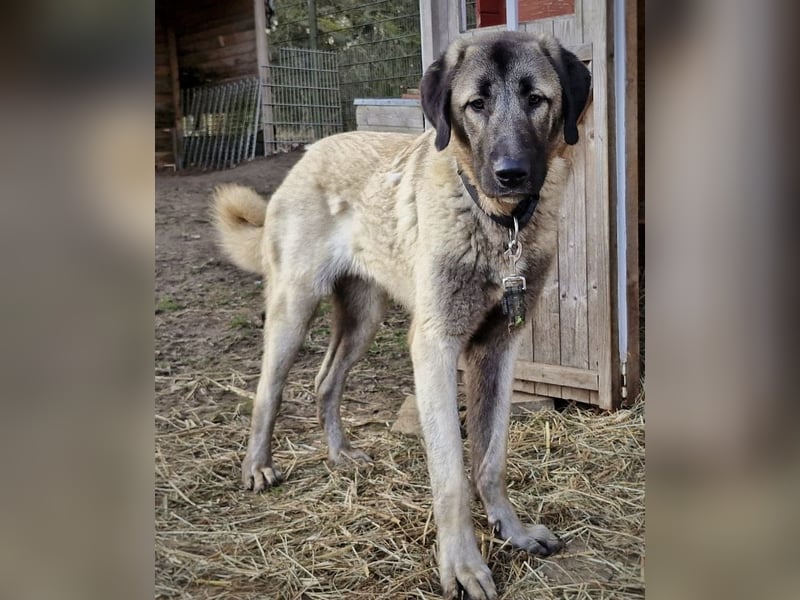 Kangal-Junghunde -  Sila, Shaya und Tamaz
