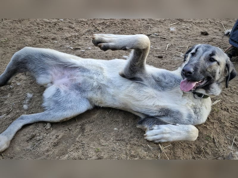 Kangal-Junghunde -  Sila, Shaya und Tamaz
