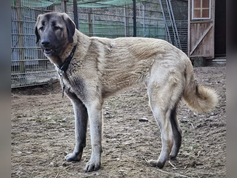 Kangal-Junghunde -  Sila, Shaya und Tamaz