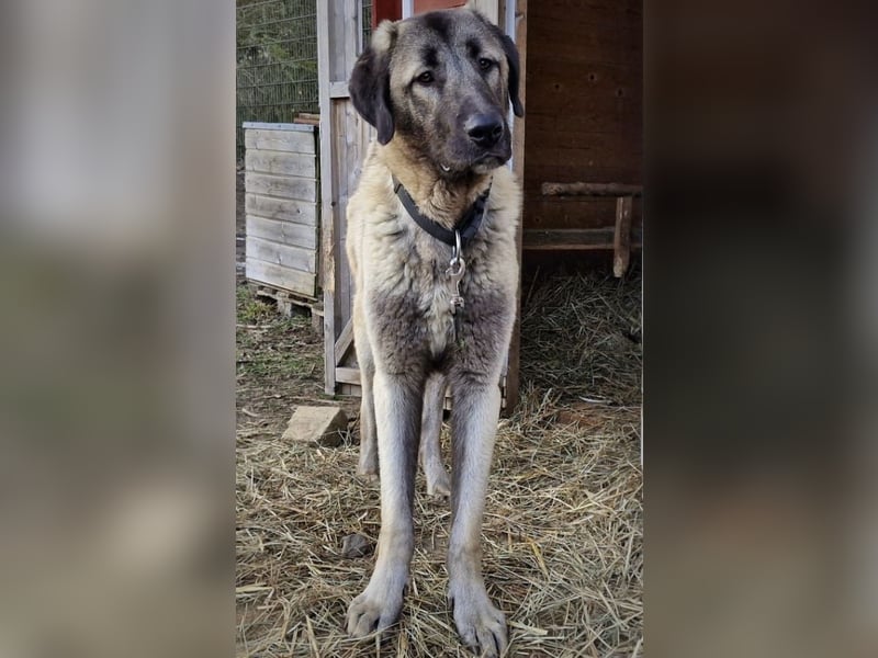 Kangal-Junghunde -  Sila, Shaya und Tamaz