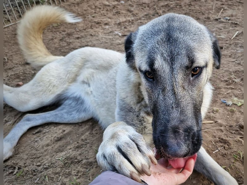 Kangal-Junghunde -  Sila, Shaya und Tamaz