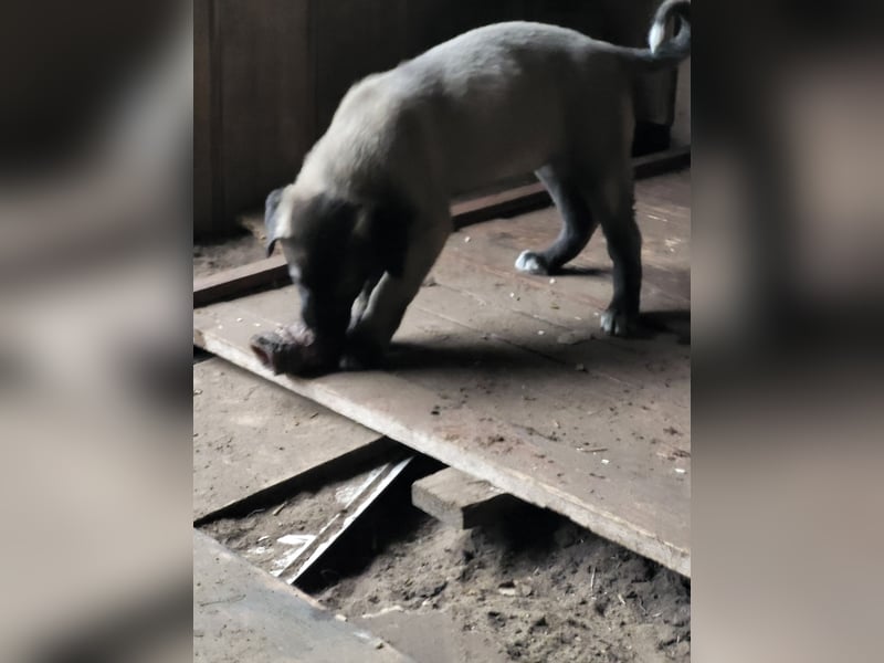 Reinrassige Kangal welpen Panterlinie