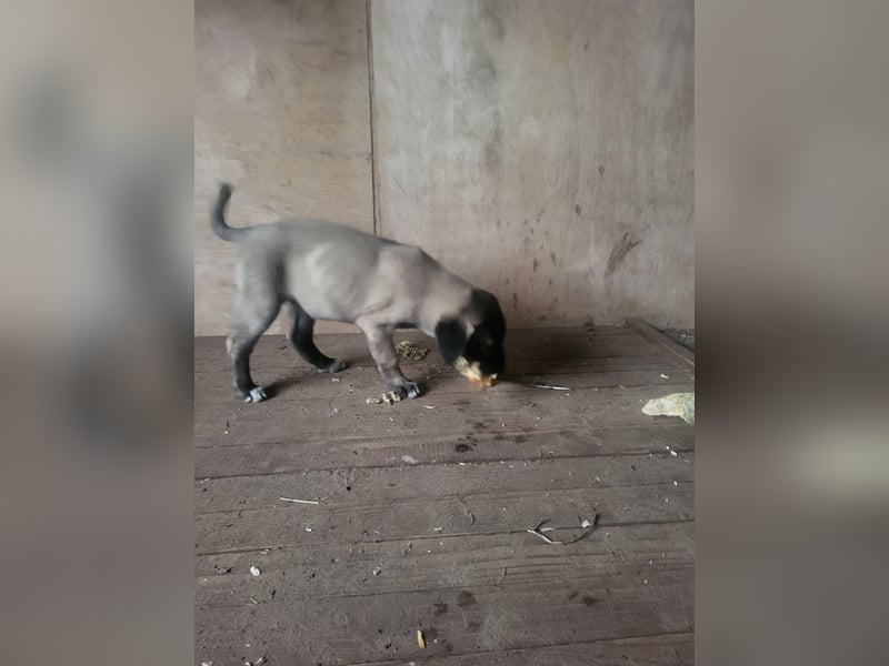 Reinrassige Kangal welpen Panterlinie