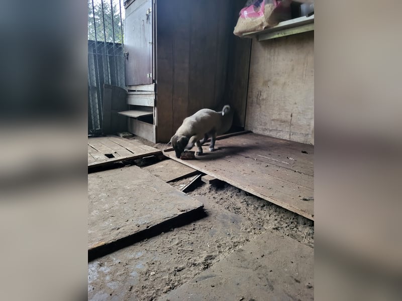 Reinrassige Kangal welpen Panterlinie