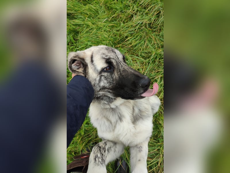 Junghündin Kangal Maremmano Herdenschutzhund