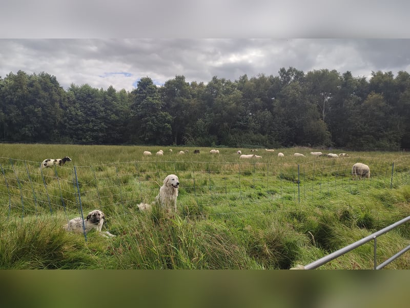 Junghündin Kangal Maremmano Herdenschutzhund