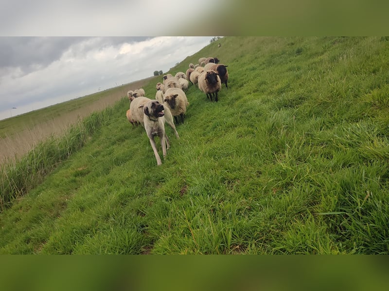 Junghündin Kangal Maremmano Herdenschutzhund