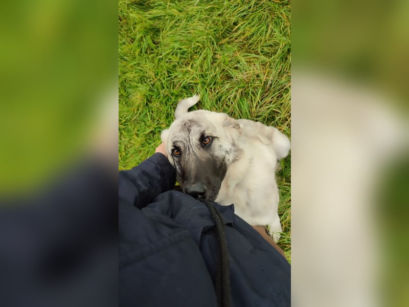 Junghündin Kangal Maremmano Herdenschutzhund