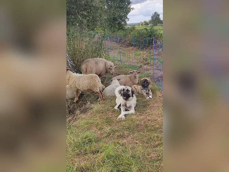 Mika in liebevolle Hände abzugeben