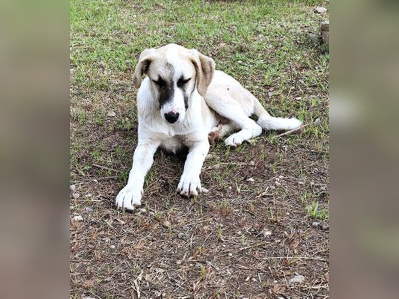 Aenna - freundliches Hundekind