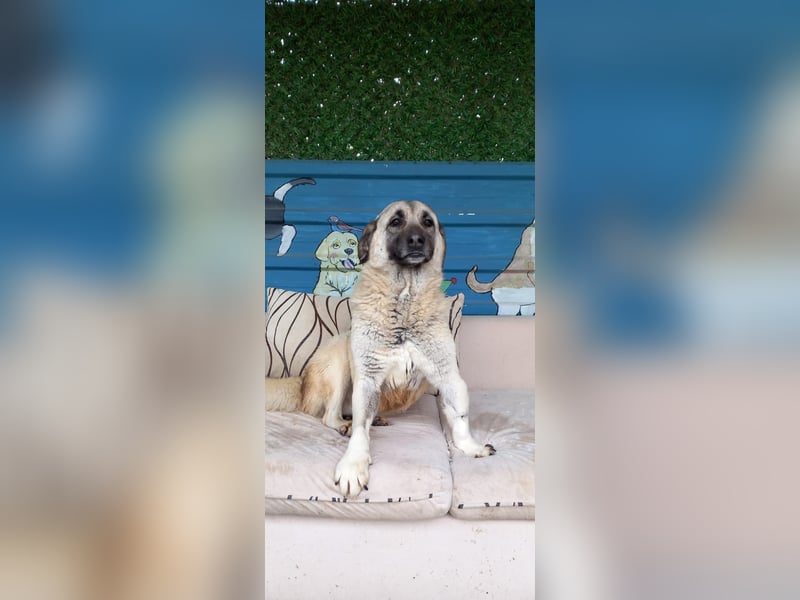 Wundervolle Daisy sucht ein liebevolles Zuhause / Pflegestelle