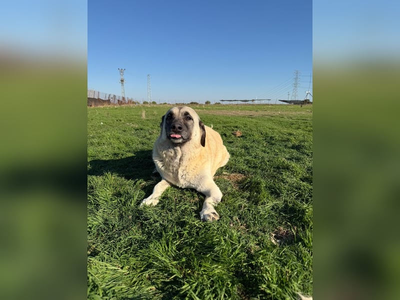 Wundervolle Daisy sucht ein liebevolles Zuhause / Pflegestelle