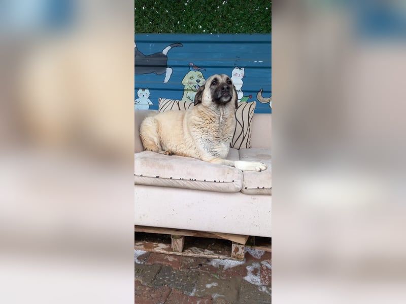 Wundervolle Daisy sucht ein liebevolles Zuhause / Pflegestelle