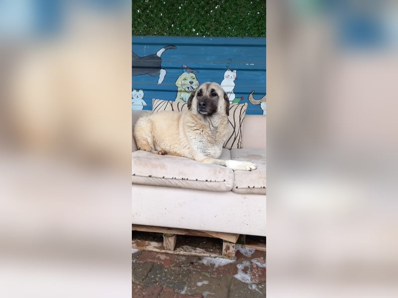 Wundervolle Daisy sucht ein liebevolles Zuhause / Pflegestelle