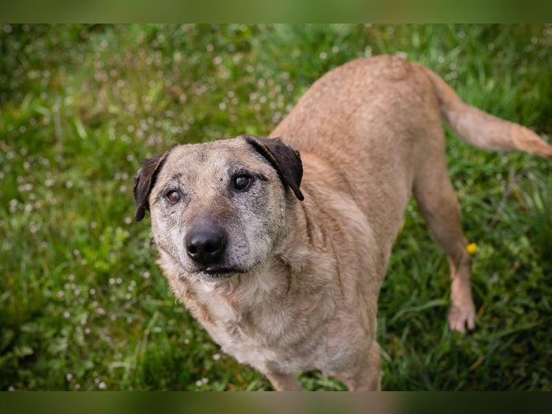 DARIJO - der liebe Kangal-Mix-Rüde sucht hundeerfahrene Menschen und träumt von einem eigenen Garten