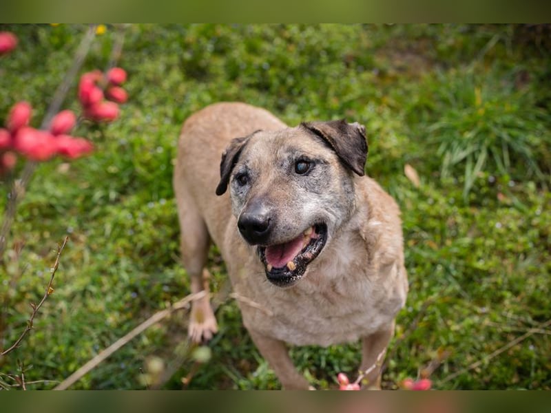 DARIJO - der liebe Kangal-Mix-Rüde sucht hundeerfahrene Menschen und träumt von einem eigenen Garten