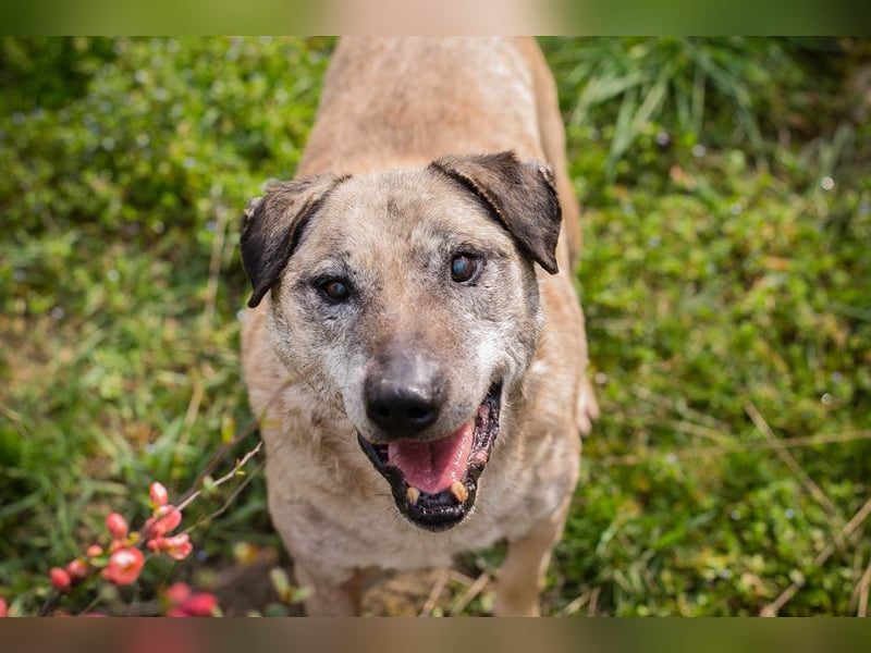 DARIJO - der liebe Kangal-Mix-Rüde sucht hundeerfahrene Menschen und träumt von einem eigenen Garten