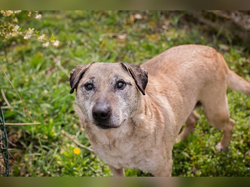 DARIJO - der liebe Kangal-Mix-Rüde sucht hundeerfahrene Menschen und träumt von einem eigenen Garten